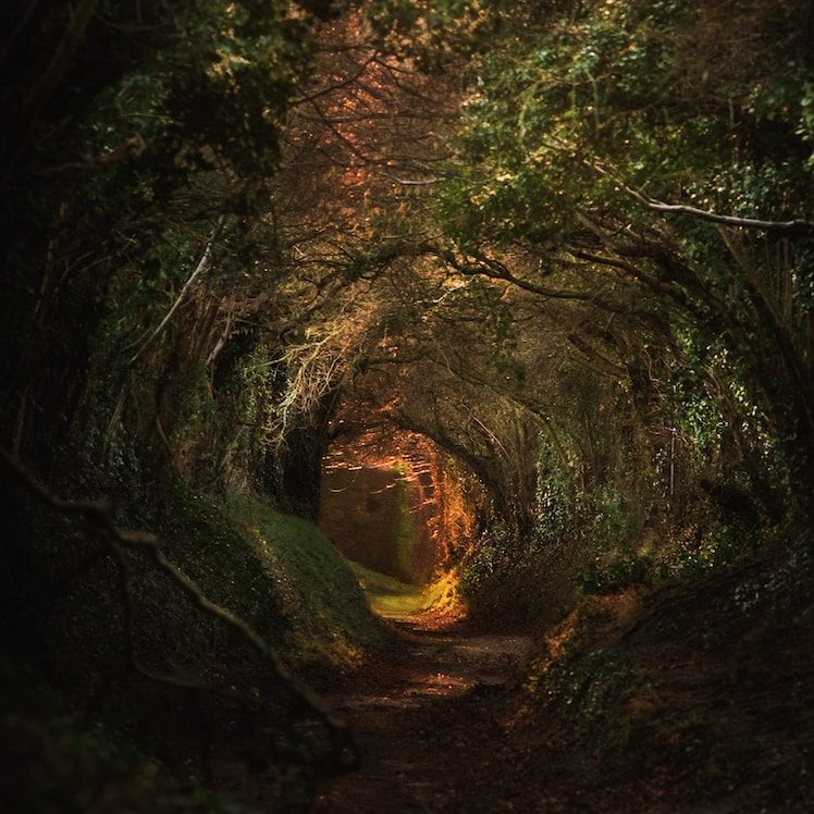 a tunnel of trees in the middle of a forest